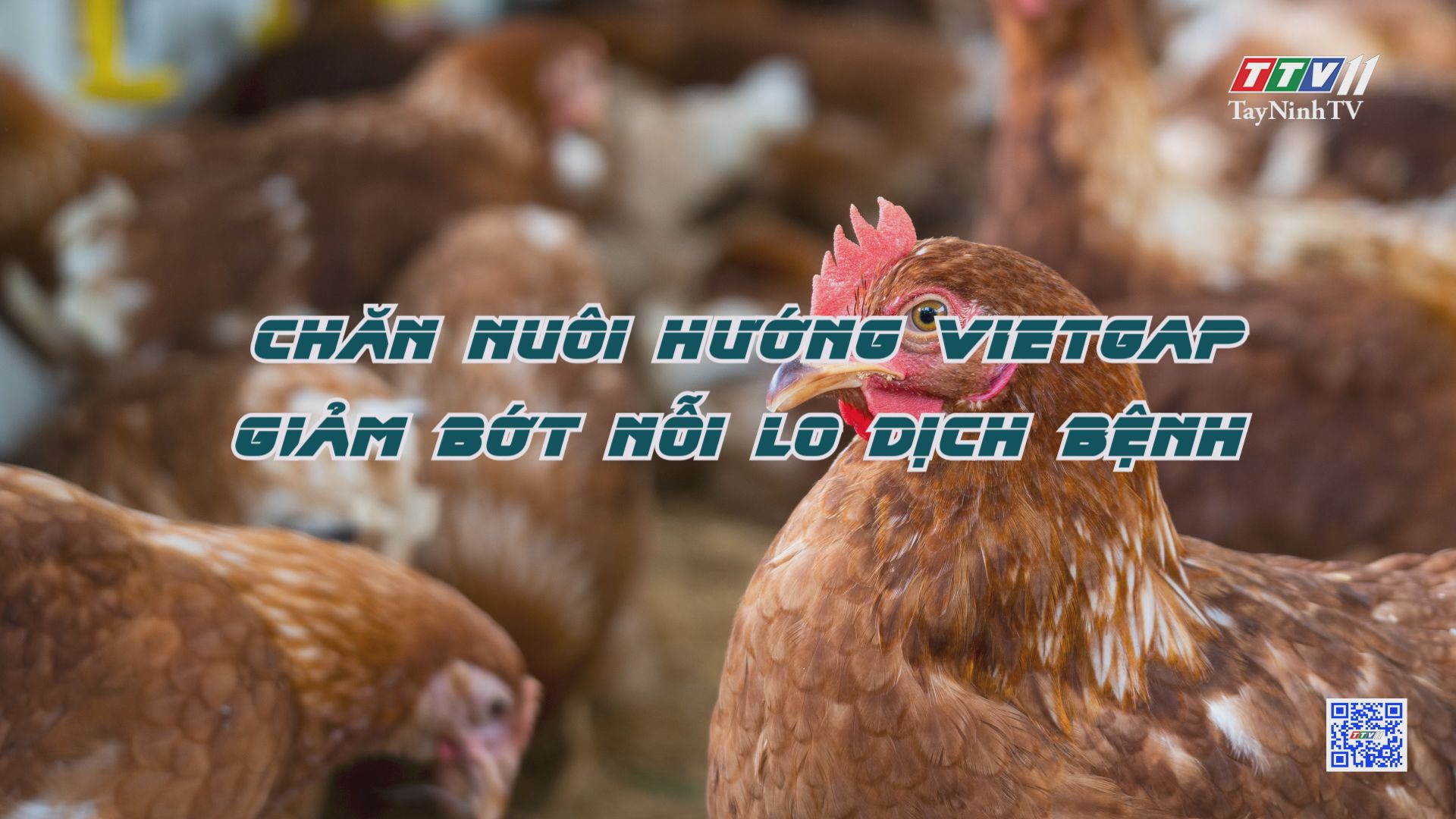 Chăn nuôi hướng VietGAP giảm bớt nỗi lo dịch bệnh | NÔNG NGHIỆP TÂY NINH | TayNinhTV